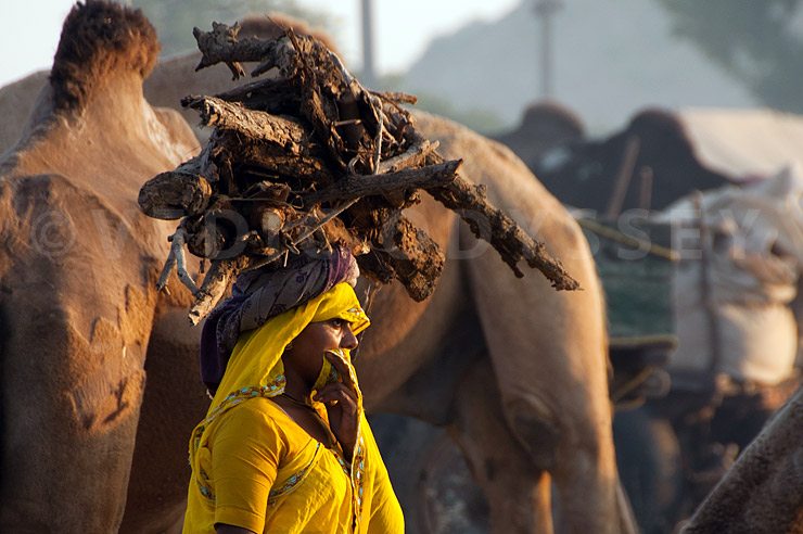 lady carrying firewood on her head, India