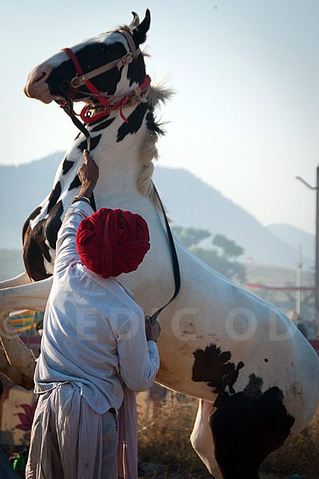 Horse trader at Pushkar camel Fair 2011, Rajasthan.