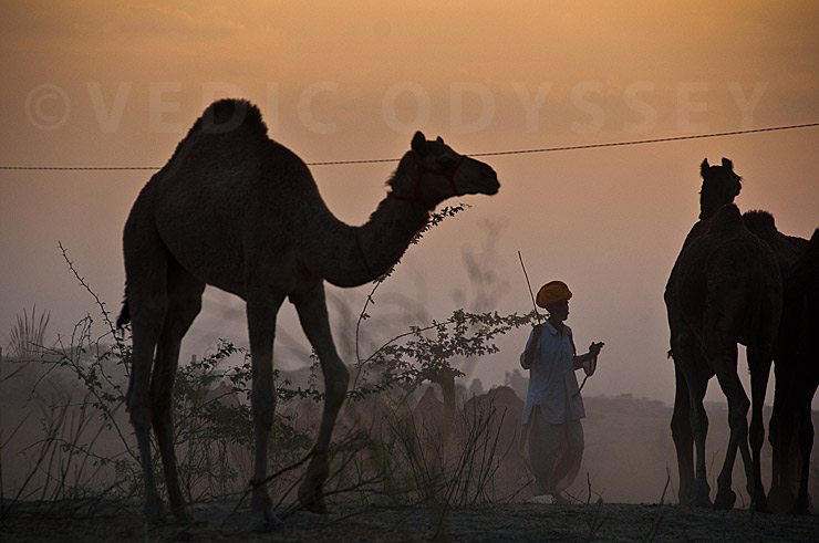 Evening Scene at the Pushkar Camel Fair