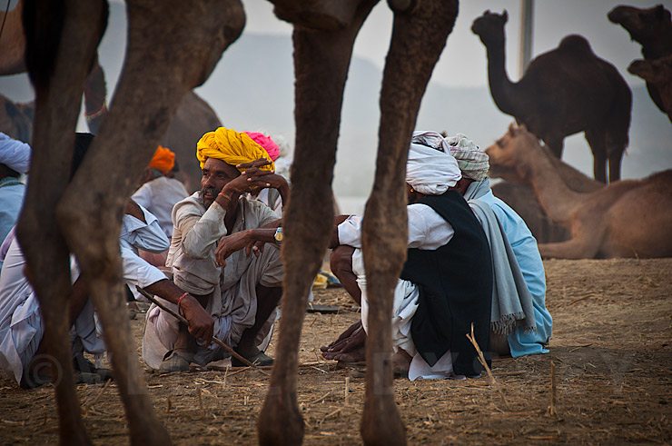 Pushkar Camel Fair 2011 
