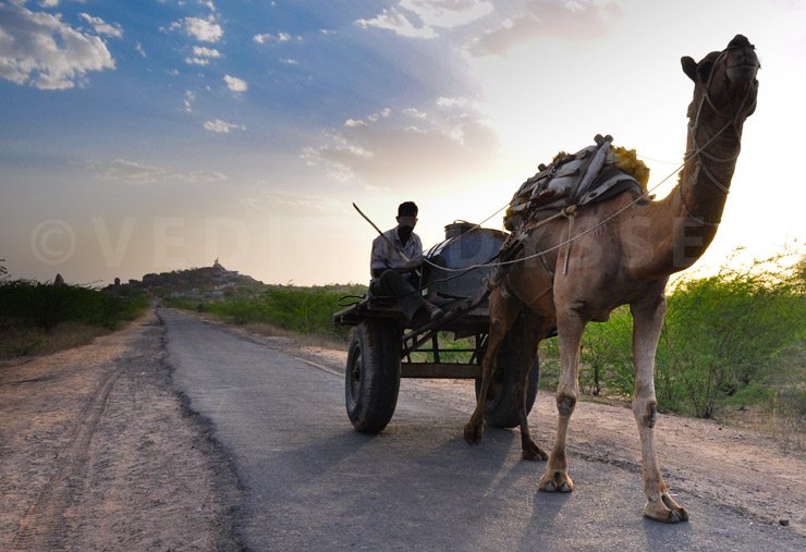 Rajasthan camel cart in a village outside of Jodhpur