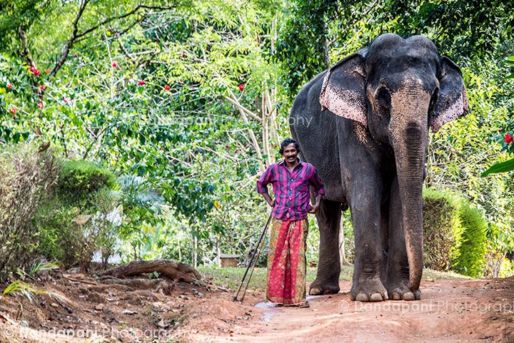 Lakshmi the elephant and her mahout greets us as we arrive at Serenity.