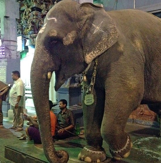 Pondicherry Temple Elephant