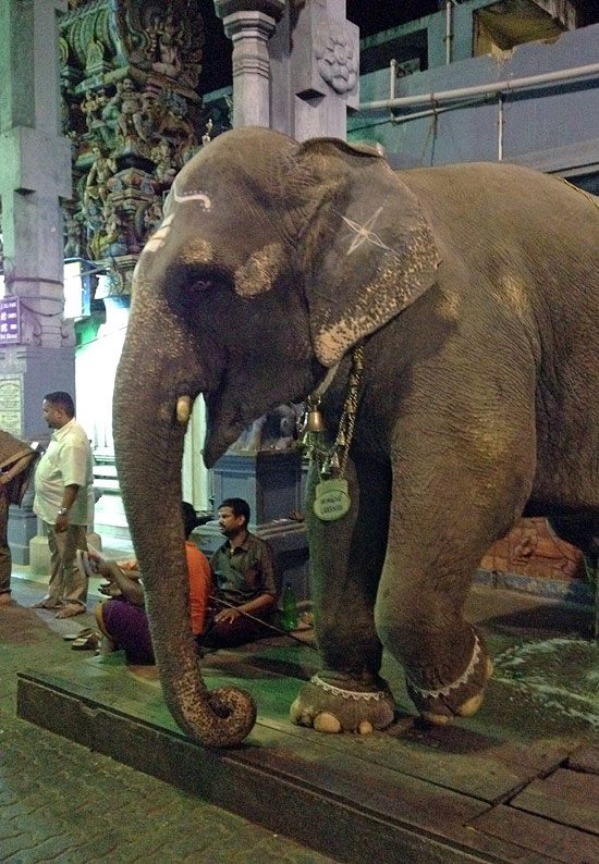 temple-elephant-pondicherry