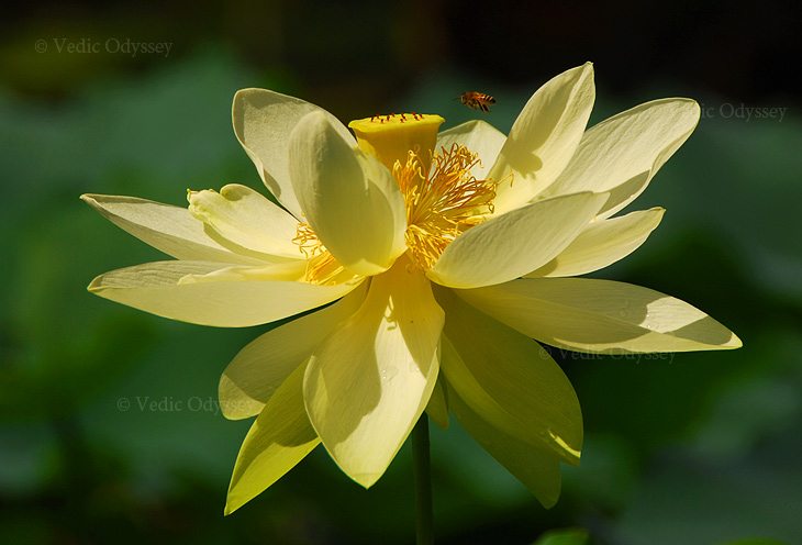 A yellow lotus flower in full bloom attracts a honey bee
